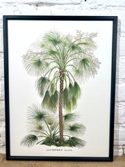 Affiche Livistona (30x40 cm)
