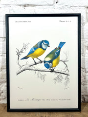 Affiche Mésange bleue (24x30 cm)