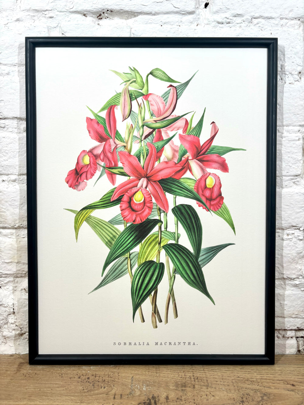 Affiche Sobralia Macrantha (30x40 cm)