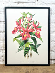 Affiche Sobralia Macrantha (30x40 cm)