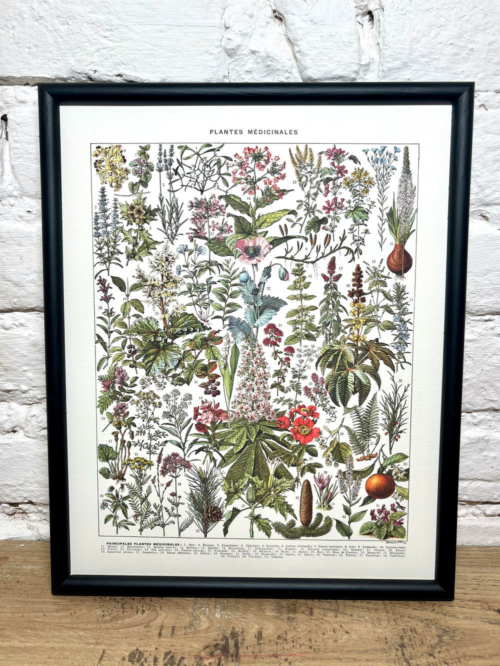 Affiche Plantes médicinales (24x30 cm)