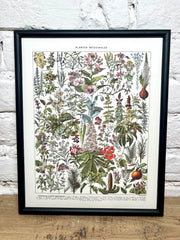 Affiche Plantes médicinales (24x30 cm)