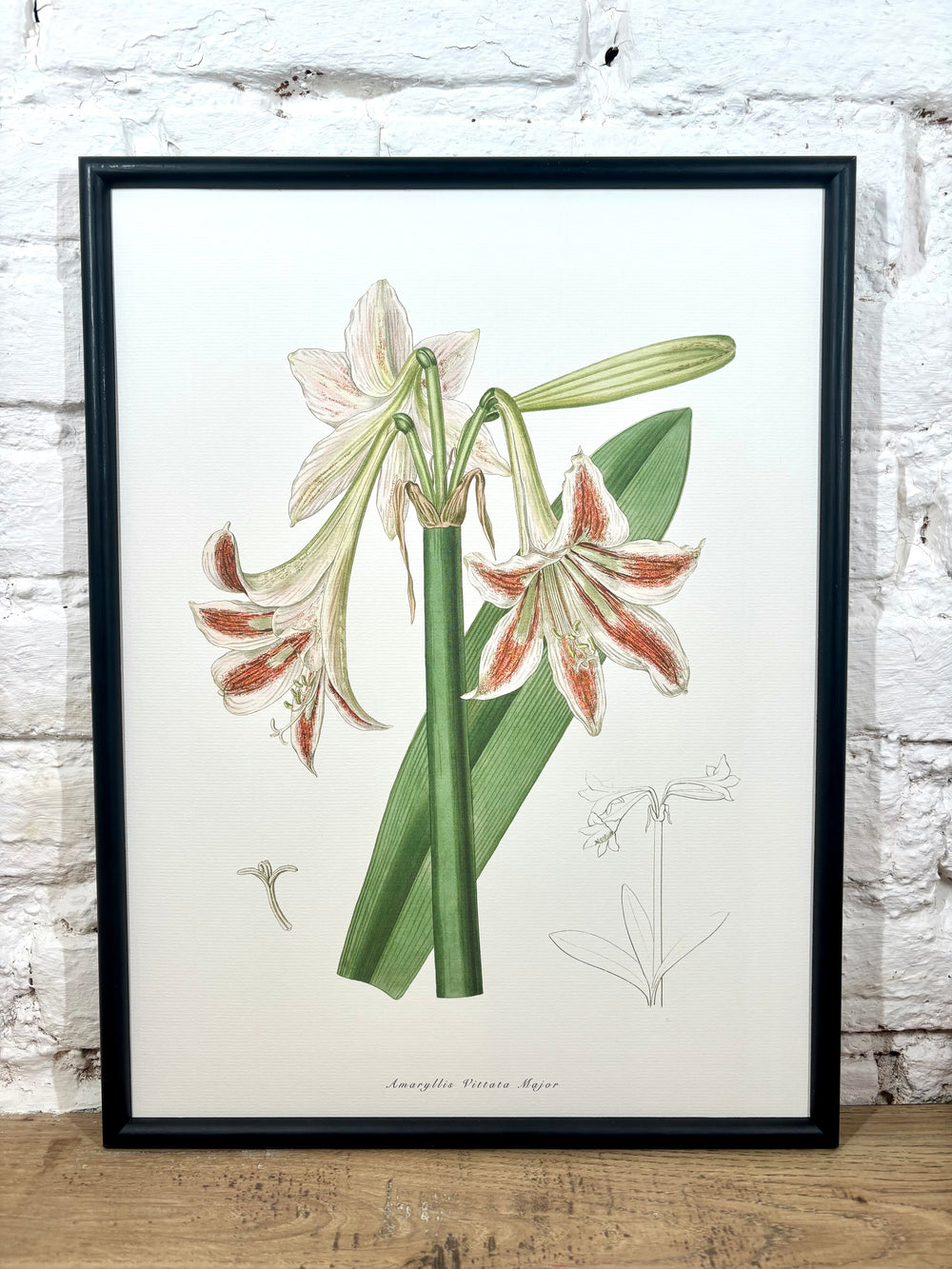Affiche Amaryllis (30x40 cm)