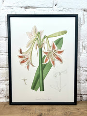 Affiche Amaryllis (30x40 cm)