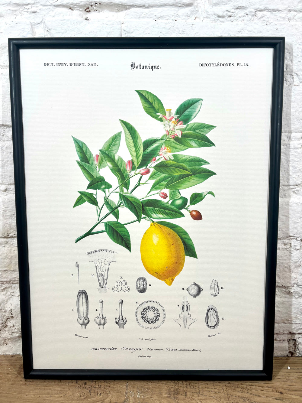 Affiche limonier (30x40 cm)