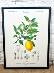 Affiche limonier (30x40 cm)