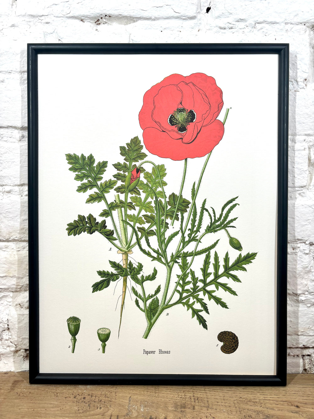Affiche Pavot (30x40 cm)