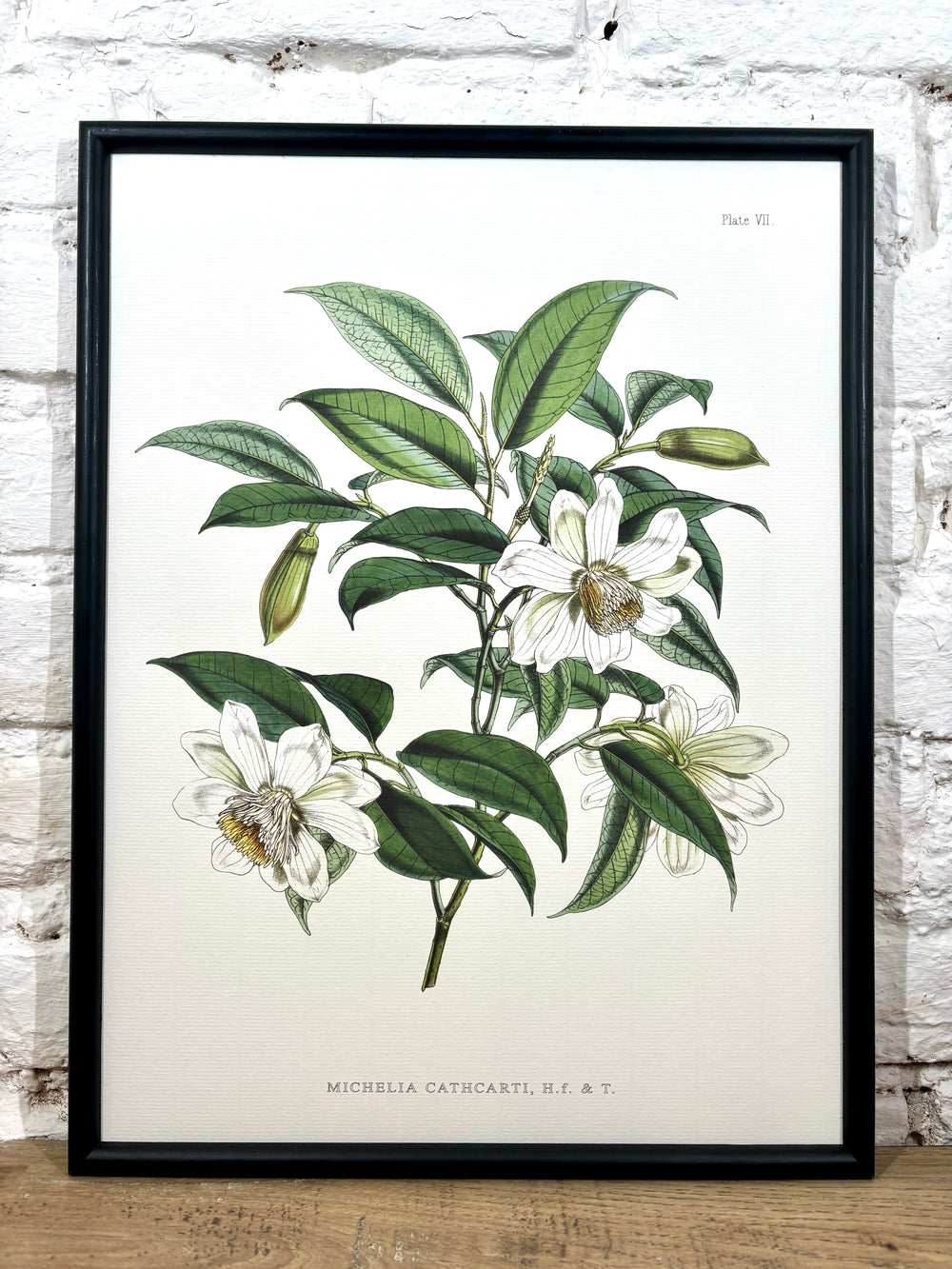 Affiche Michelia Cathcarti (30x40 cm)