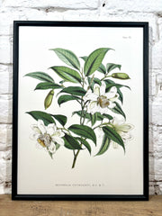 Affiche Michelia Cathcarti (30x40 cm)