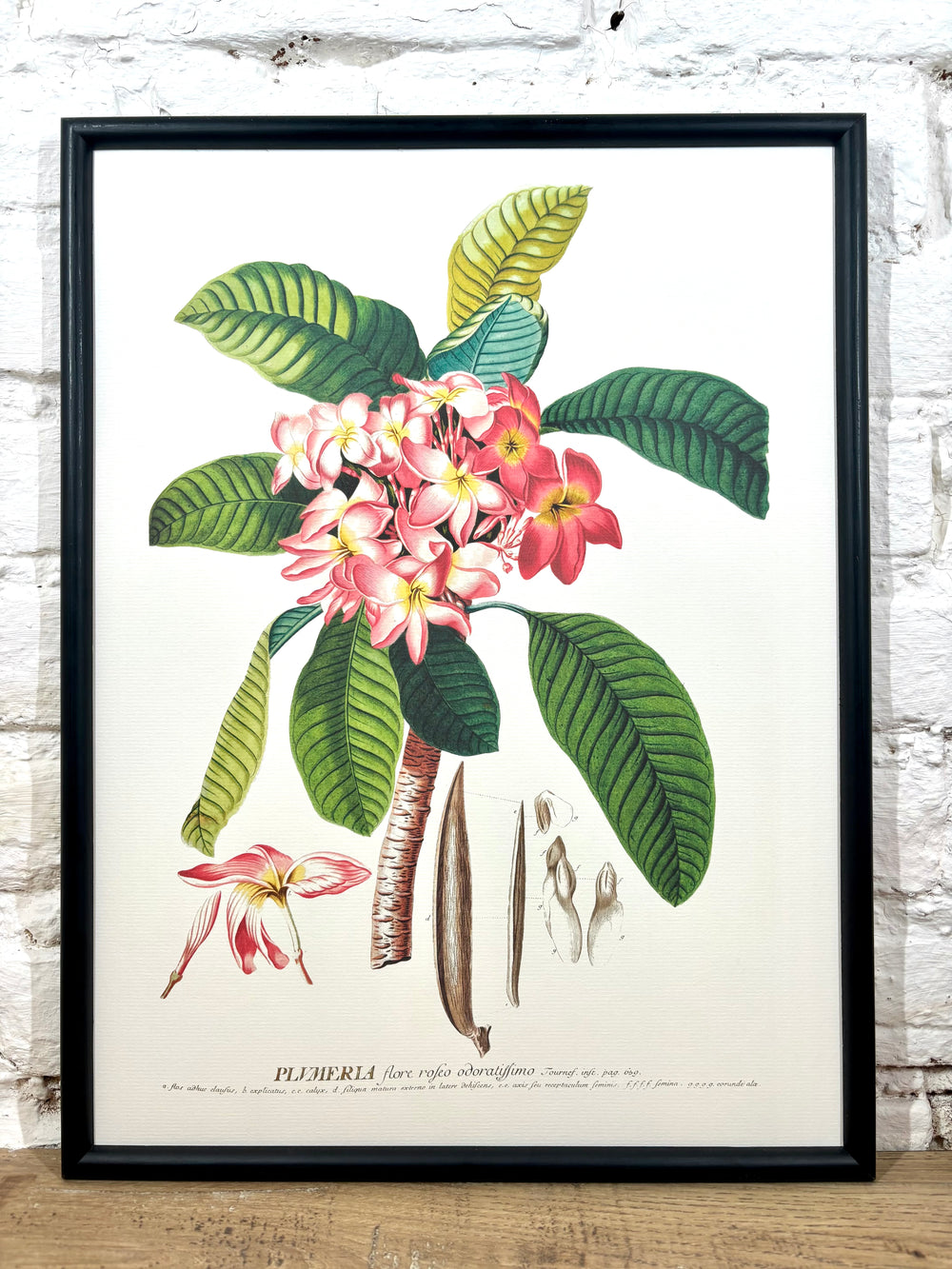 Affiche Plumeria (30x40 cm)