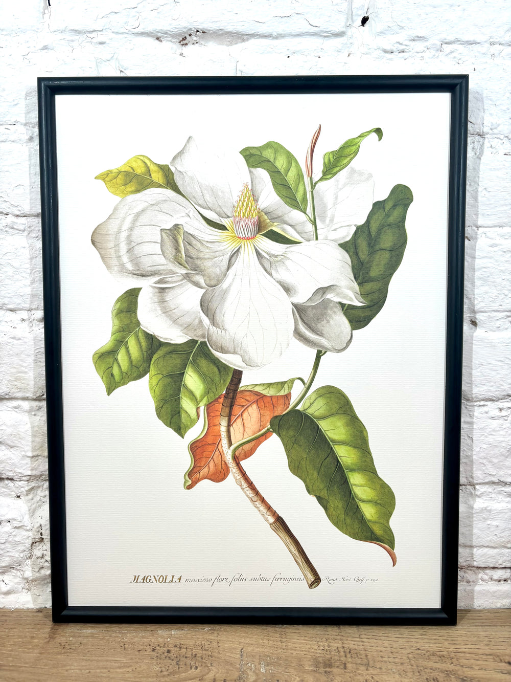 Affiche Magnolia 30x40 cm)