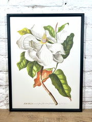 Affiche Magnolia 30x40 cm)