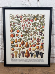 Affiche Fruits (24x30 cm)