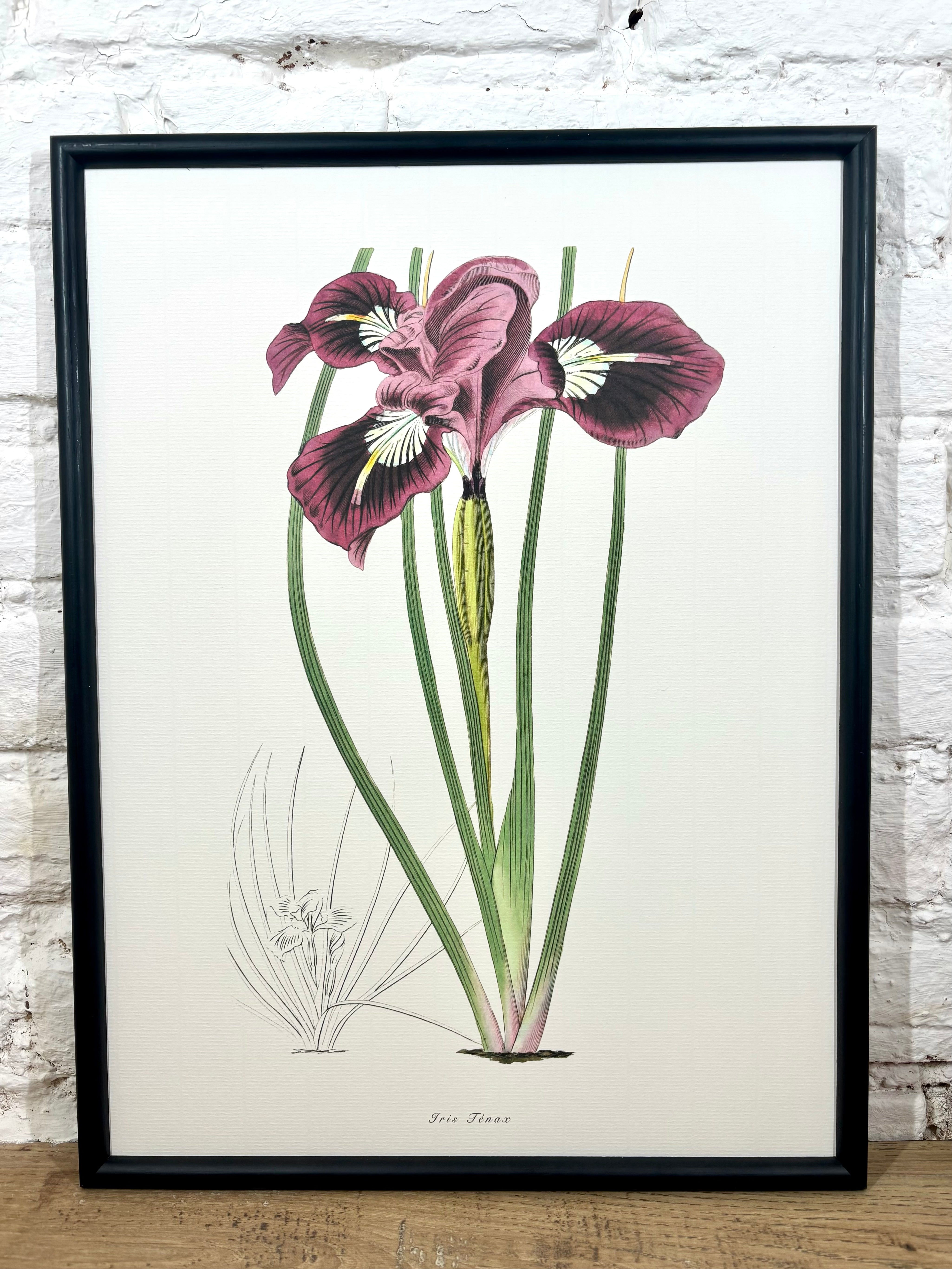 Affiche Iris (30x40 cm)