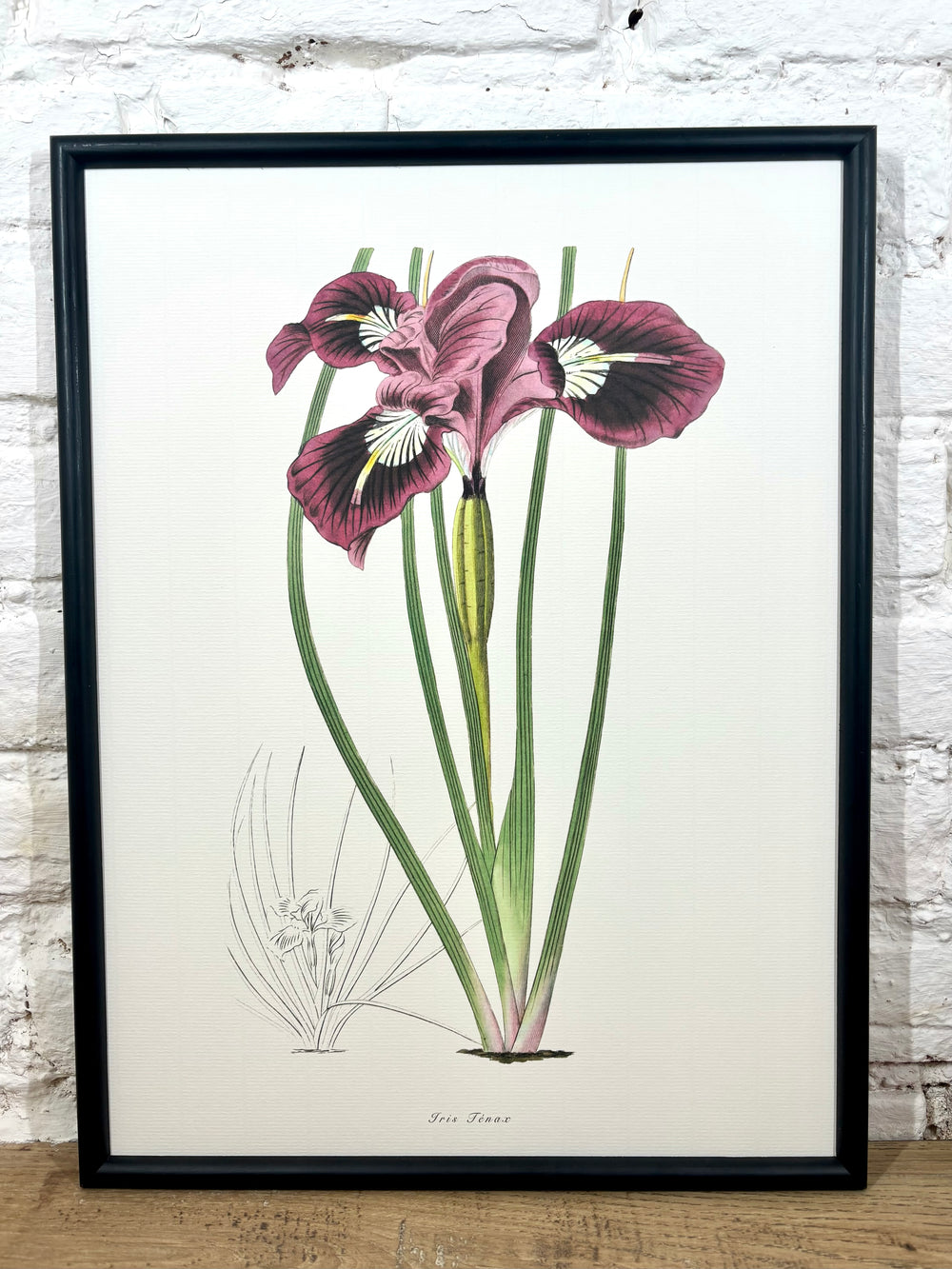 Affiche Iris (30x40 cm)