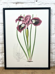 Affiche Iris (30x40 cm)