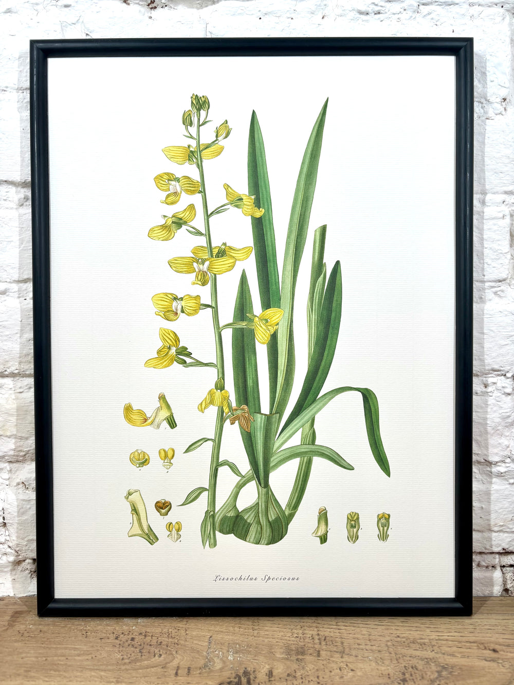 Affiche Lissochilus (30x40 cm)