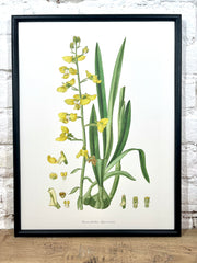 Affiche Lissochilus (30x40 cm)