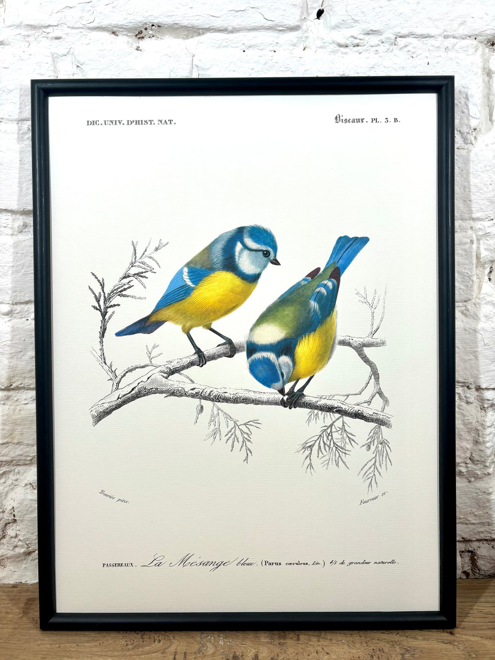 Affiche mésange bleue (30x40 cm)