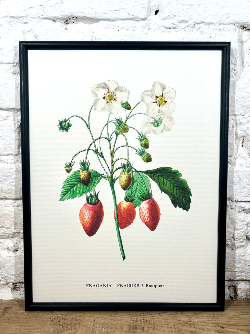 Affiche Fraisier (30x40 cm)