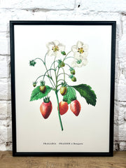 Affiche Fraisier (30x40 cm)