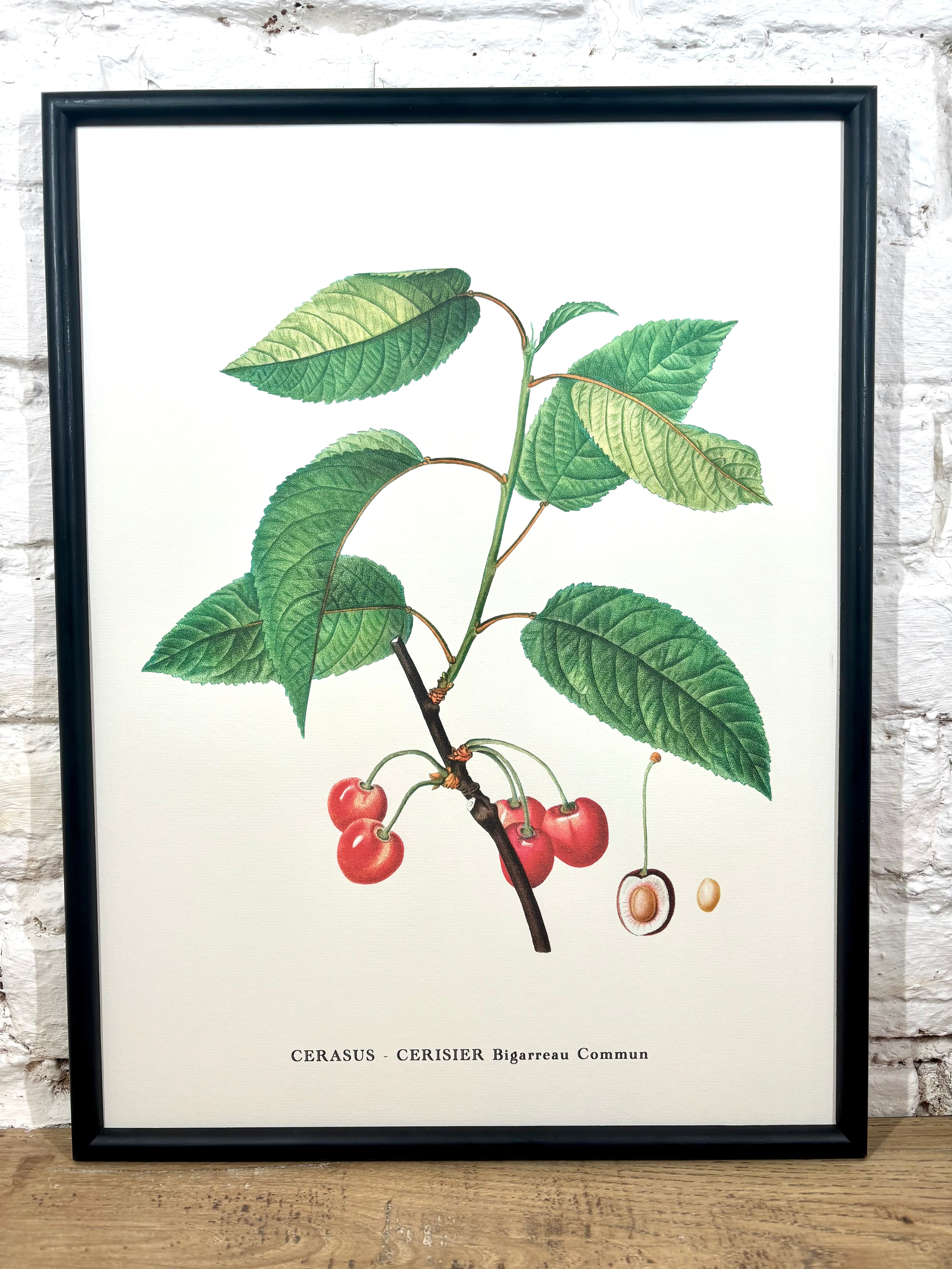 Affiche Cerisier (30x40 cm)