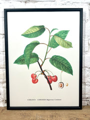 Affiche Cerisier (30x40 cm)