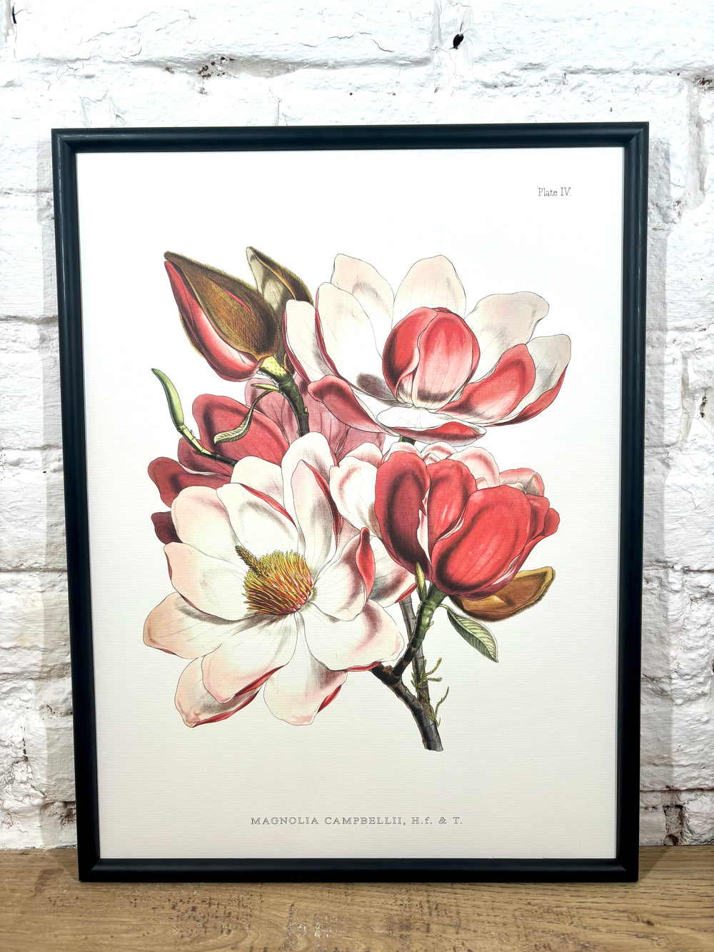 Affiche Magnolia Campbellii