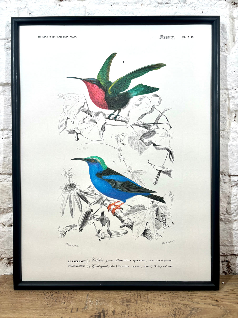 Affiche Passereaux (30x40 cm)